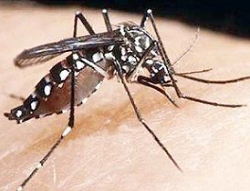 Dengue: el mosquito obliga a reescribir el manual de comunicación de crisis